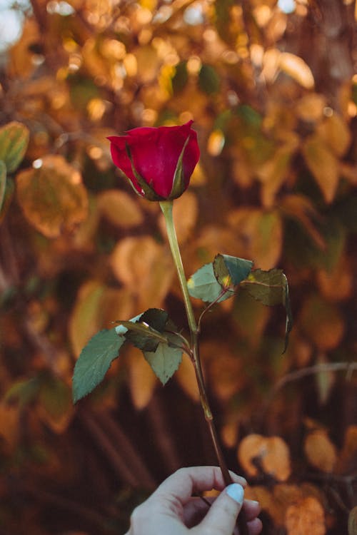 Bokeh 빛을 가진 빨간 장미의 선택적 초점 사진