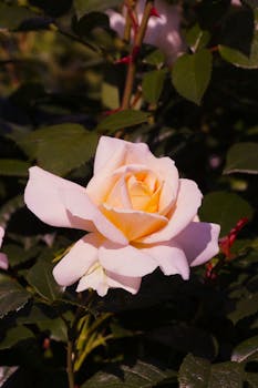 Close-up of a white rose bloom with soft sunlight and lush green leaves highlighting its beauty.