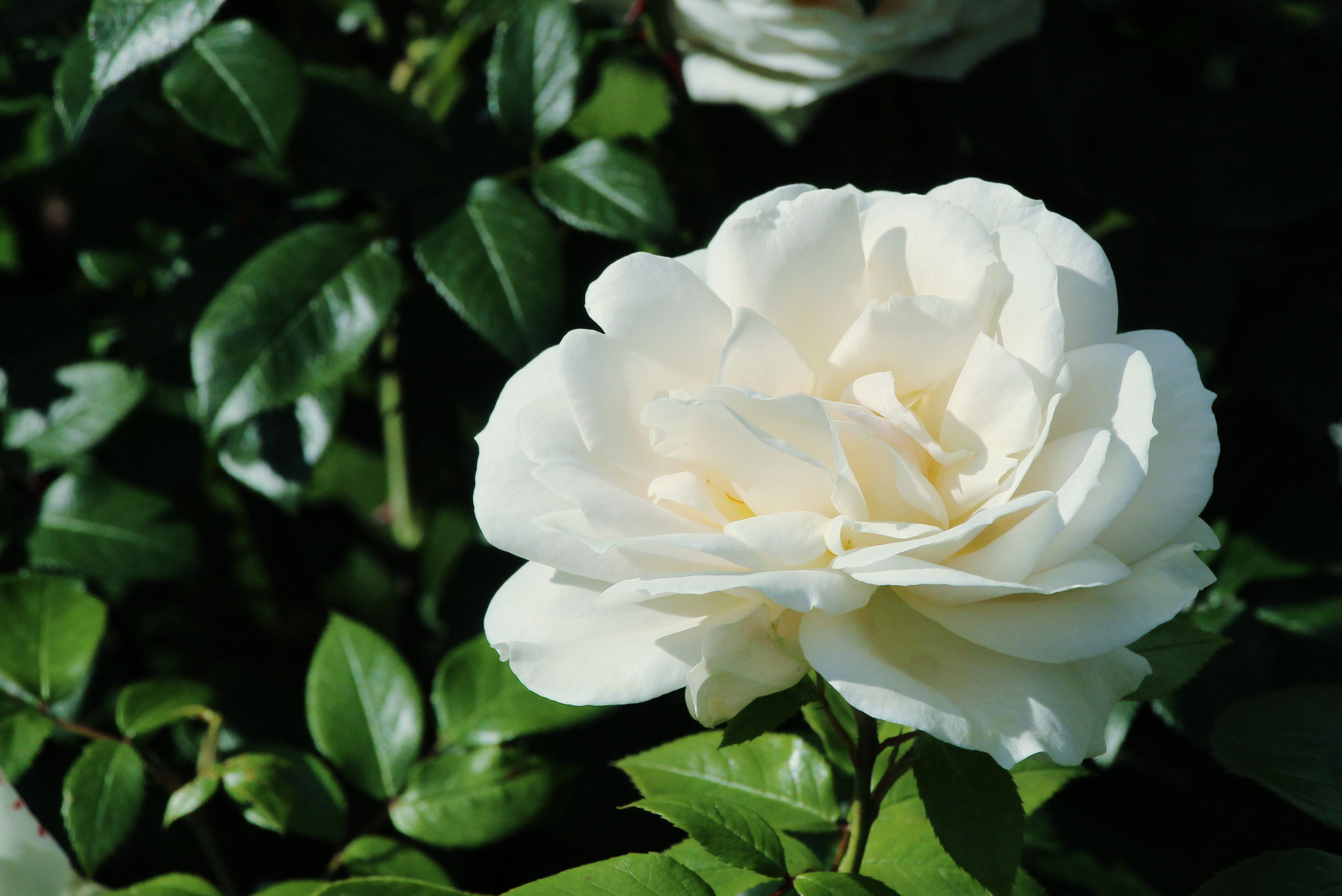 Close-up of a Blooming White Rose in Garden · Free Stock Photo