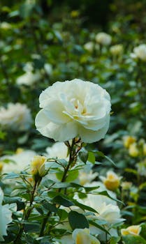 A beautiful white rose in full bloom surrounded by greenery, captured in a garden setting.