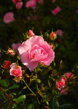 Close-up of vibrant pink roses blooming in a sunlit garden, showcasing natural beauty and fresh petals.