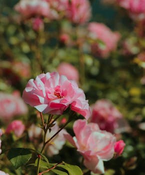 A close-up of vibrant pink roses blooming beautifully in a sunlit garden.