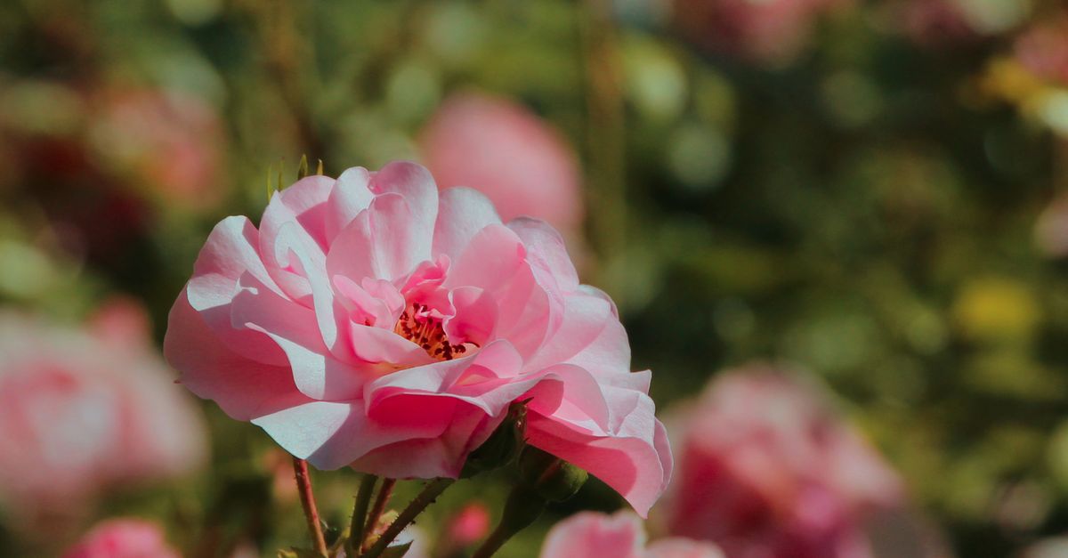 Pink Roses Sunlit Beautiful Pink Roses Blooming in Sunlit Garden · Free Stock Photo
