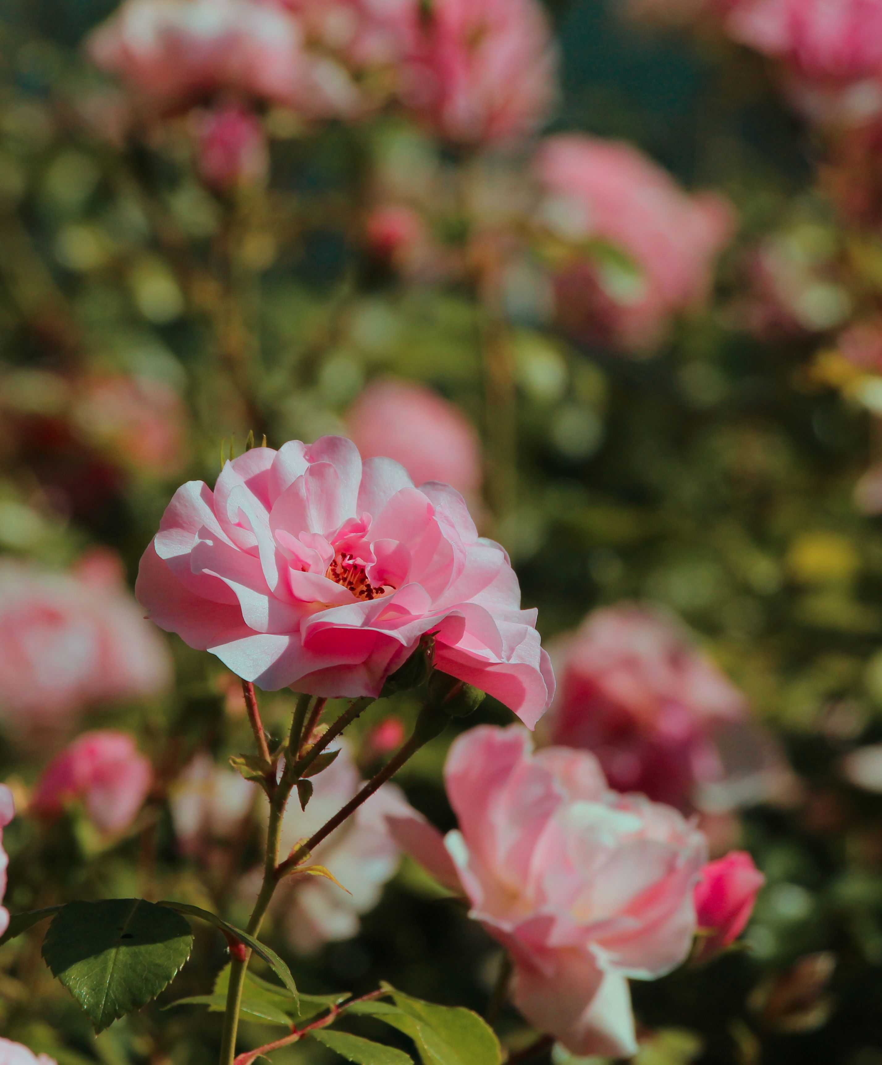 Beautiful Pink Roses Blooming in Sunlit Garden · Free Stock Photo