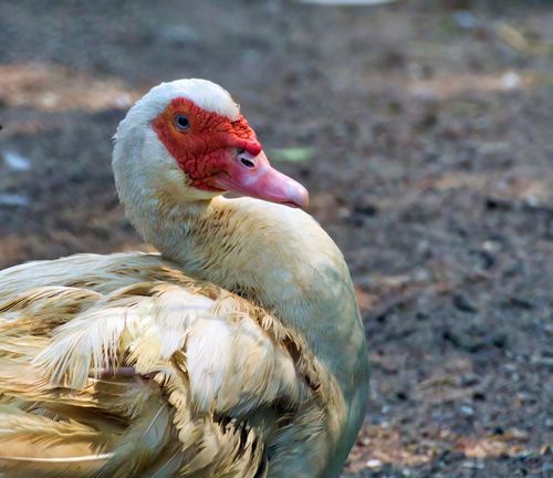 Free A detailed close-up of a Muscovy duck in Paderborn, Germany, showcasing its vibrant red facial features. Stock Photo