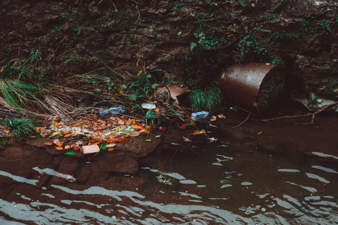 Corbeille Sur Plan D'eau