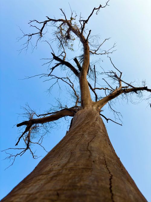 Free View from below of a tall leafless tree extending into a clear blue sky, showcasing nature's resilient beauty. Stock Photo