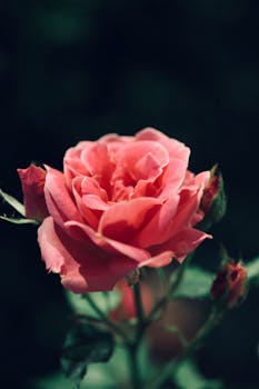 A stunning pink rose in full bloom, captured with a dark and moody background for a dramatic effect.