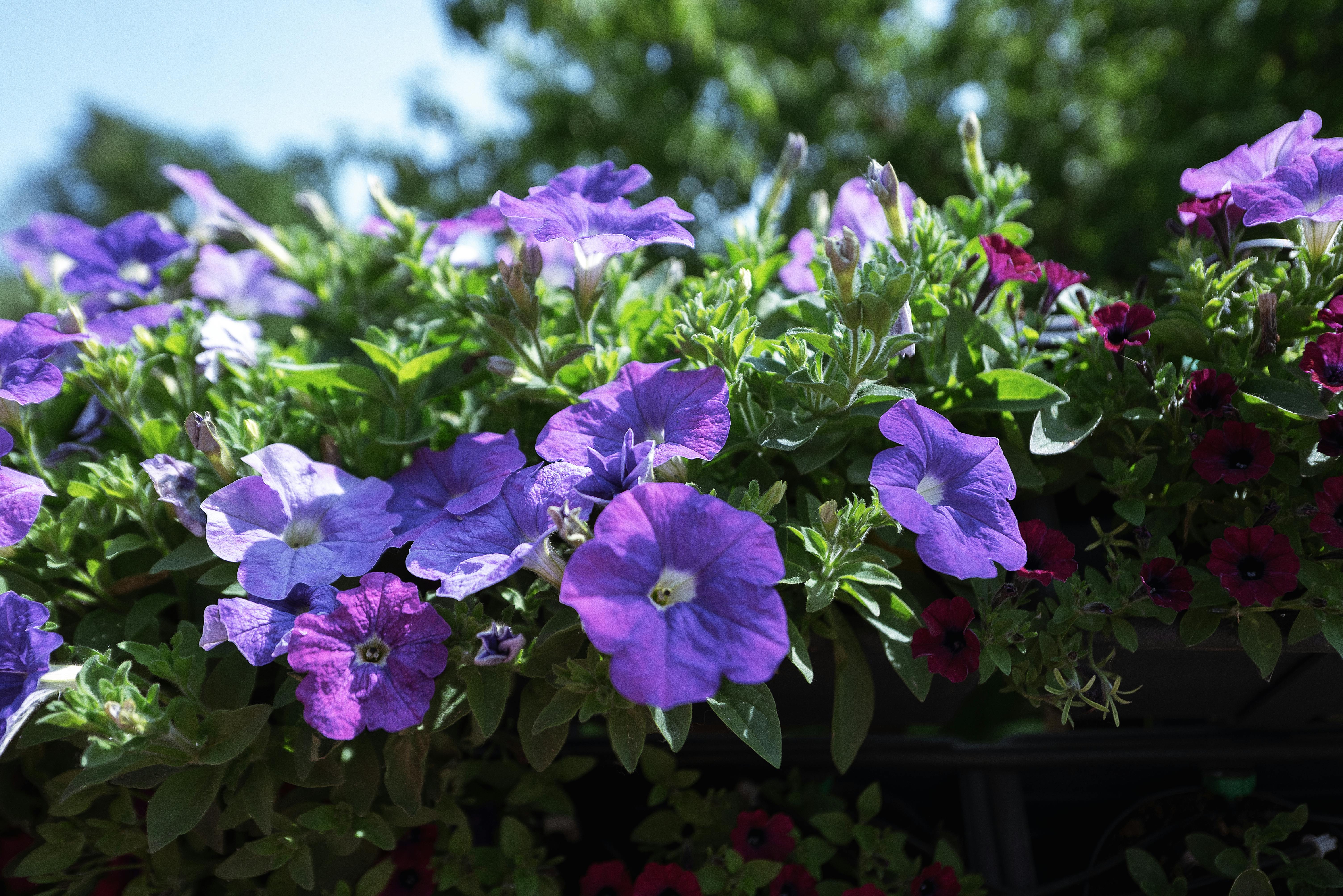 Surprising Health Benefits of Urban Gardening That Boost Your Energy