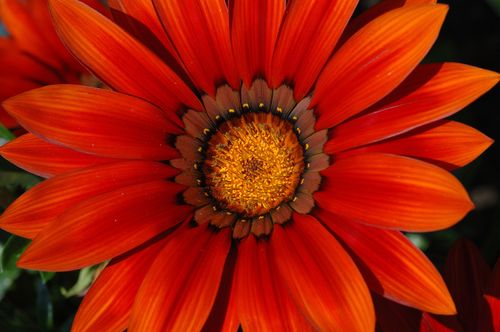 Free Close-up of a vibrant orange Gazania flower with detailed petals and center. Stock Photo