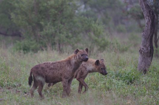 Two spotted hyenas (Crocuta crocuta) roam the grasslands of Kruger National Park, South Africa.