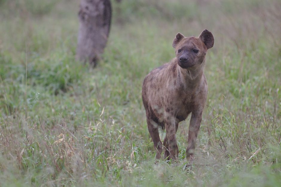 A spotted hyena roaming the natural grasslands of Kruger National Park, South Africa.