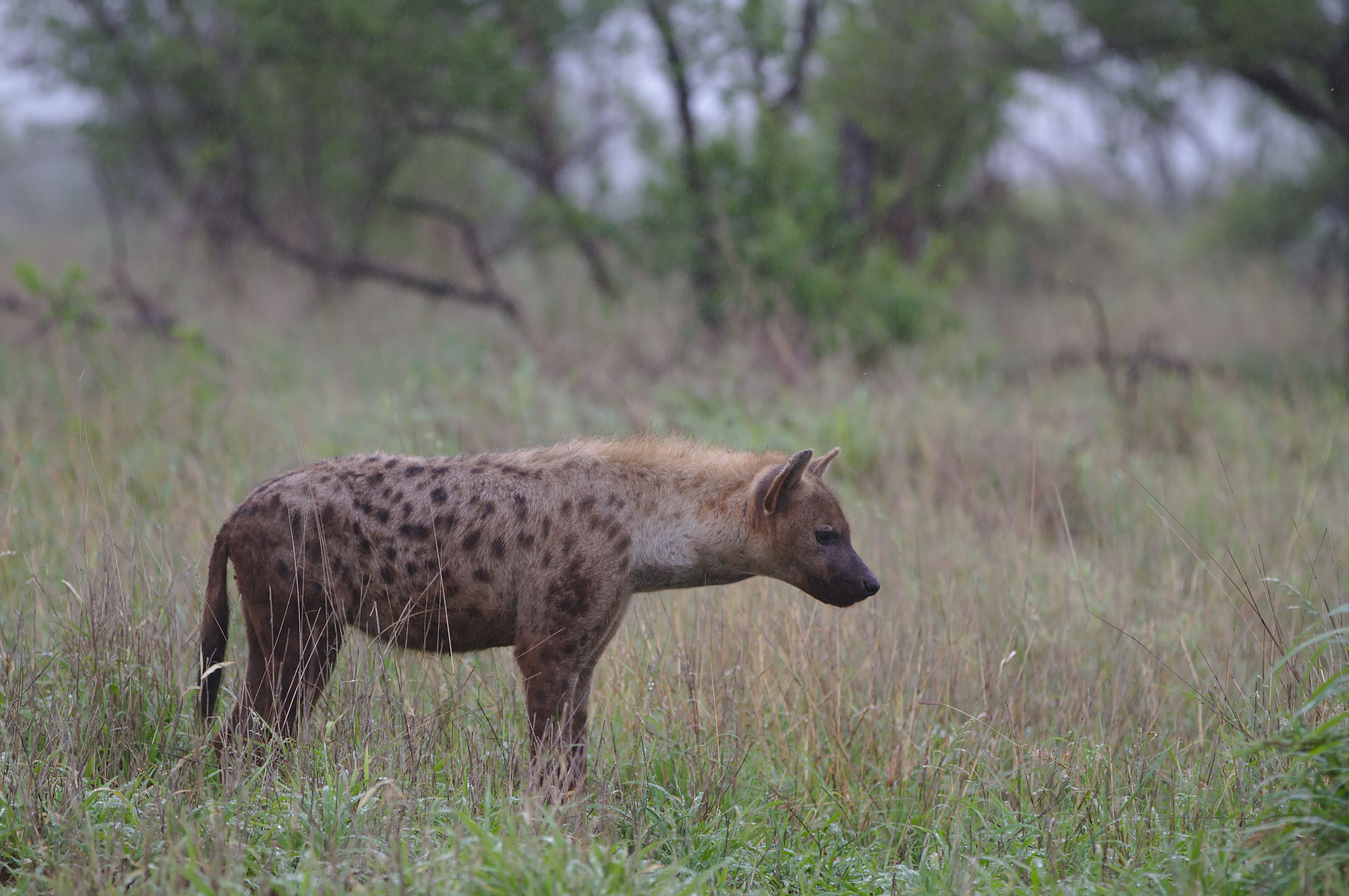A spotted hyena stands in the grasslands of Kruger National Park, South Africa.
