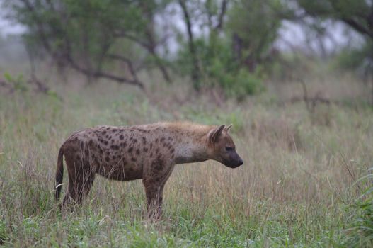 A spotted hyena stands in the grasslands of Kruger National Park, South Africa.