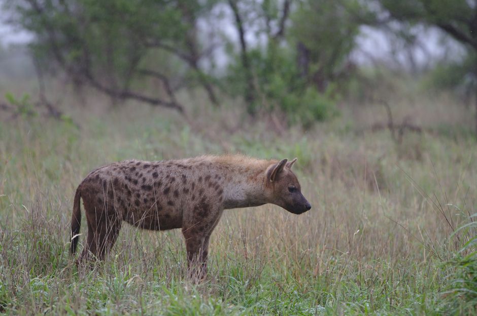 A spotted hyena stands in the grasslands of Kruger National Park, South Africa.