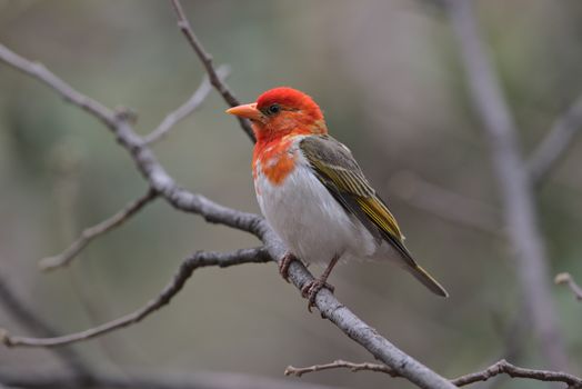 A colorful red-headed weaver perched on a branch in its natural habitat.