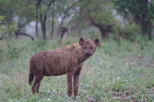 A spotted hyena captured in the lush greenery of Kruger National Park, South Africa.
