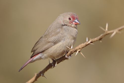 Free Red-billed Firefinch (Lagonosticta senegala) on thorny branch in Pilanesberg, South Africa. Stock Photo
