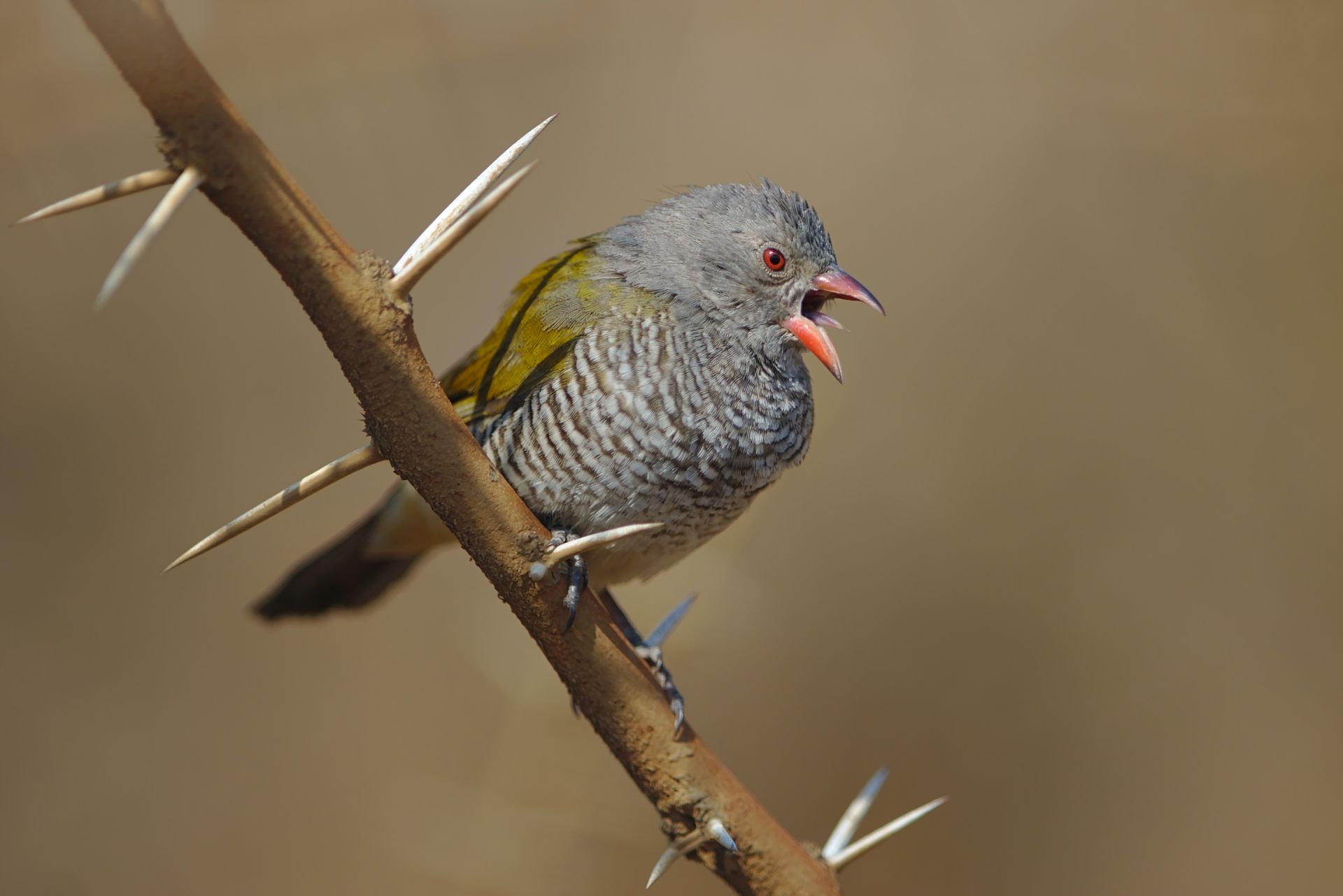 Close-up of a Green-winged Pytilia perched on a thorny branch, Pilanesberg, South Africa.