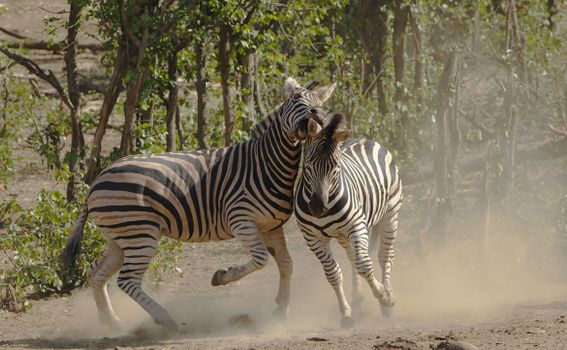 Two zebras engaged in playful interaction in Kruger National Park.