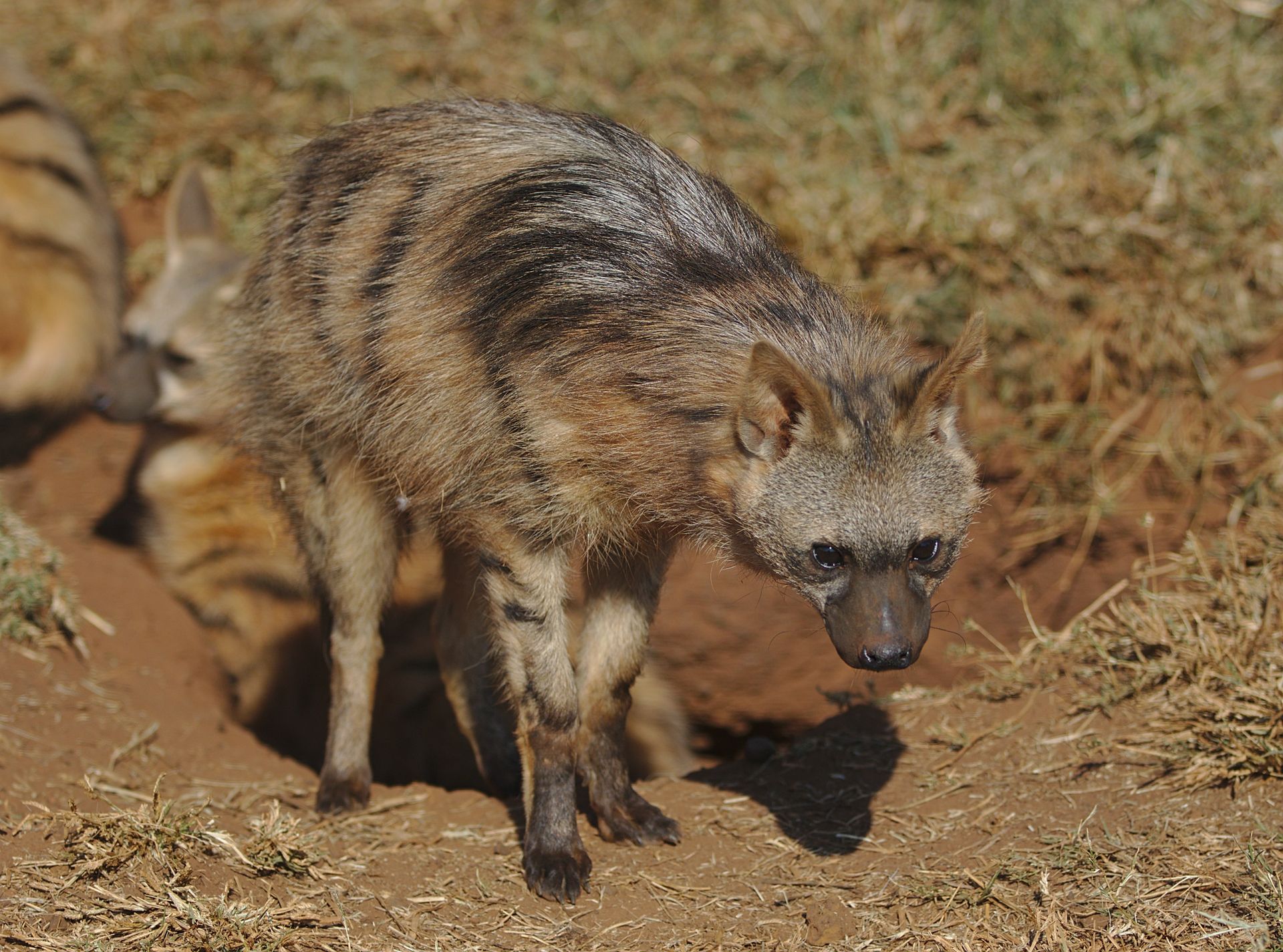 An aardwolf (Proteles cristata) standing near its den in a South African grassland.