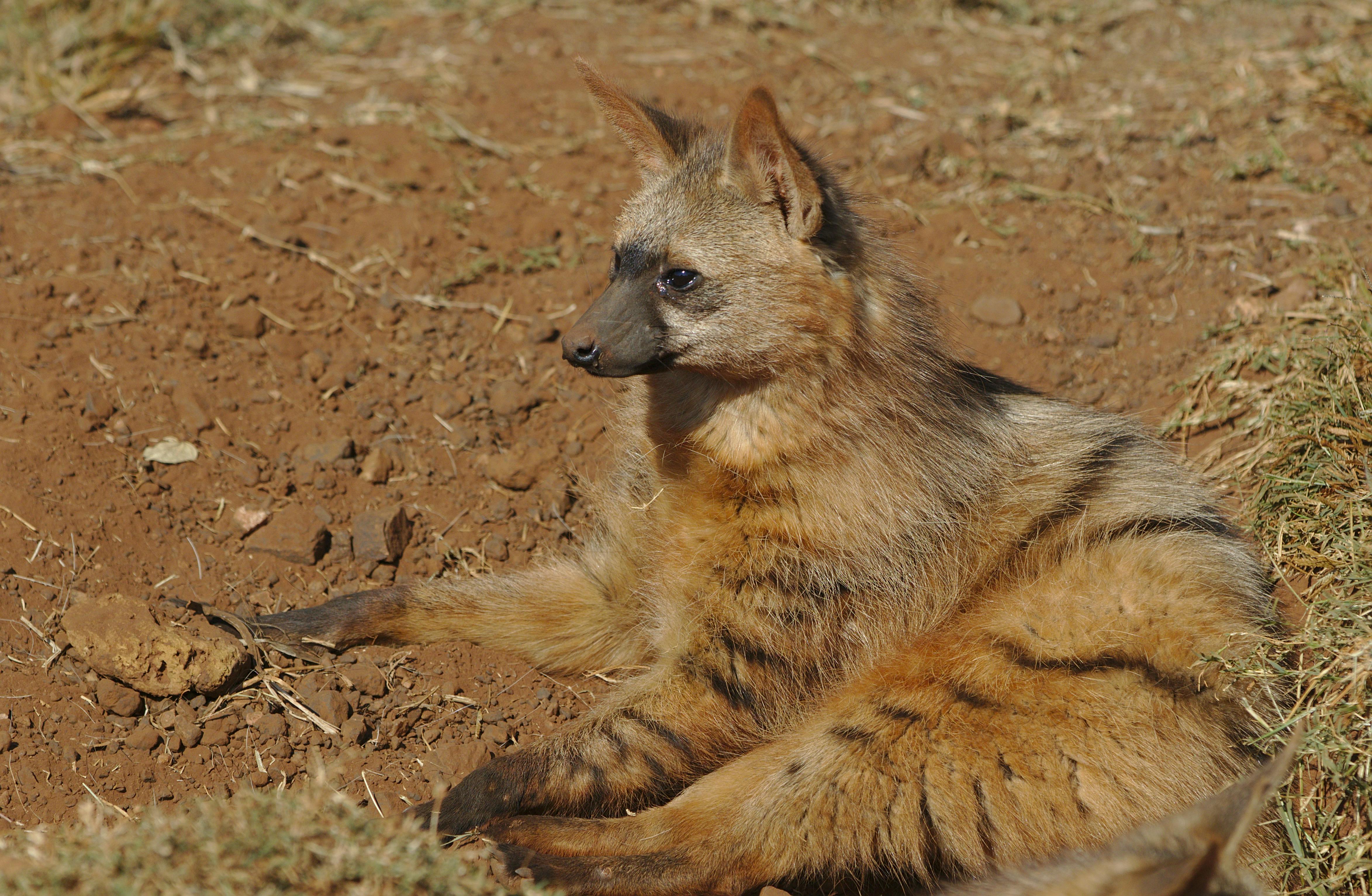 Aardwolf