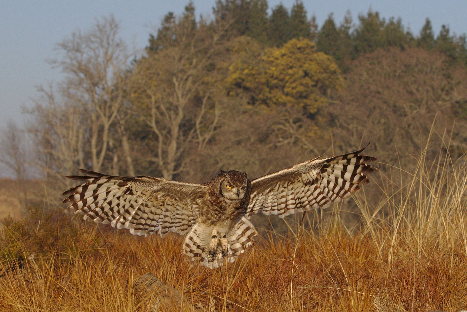 A Spotted Eagle Owl (Bubo africanus) flying over a vibrant grassland with trees in the background.