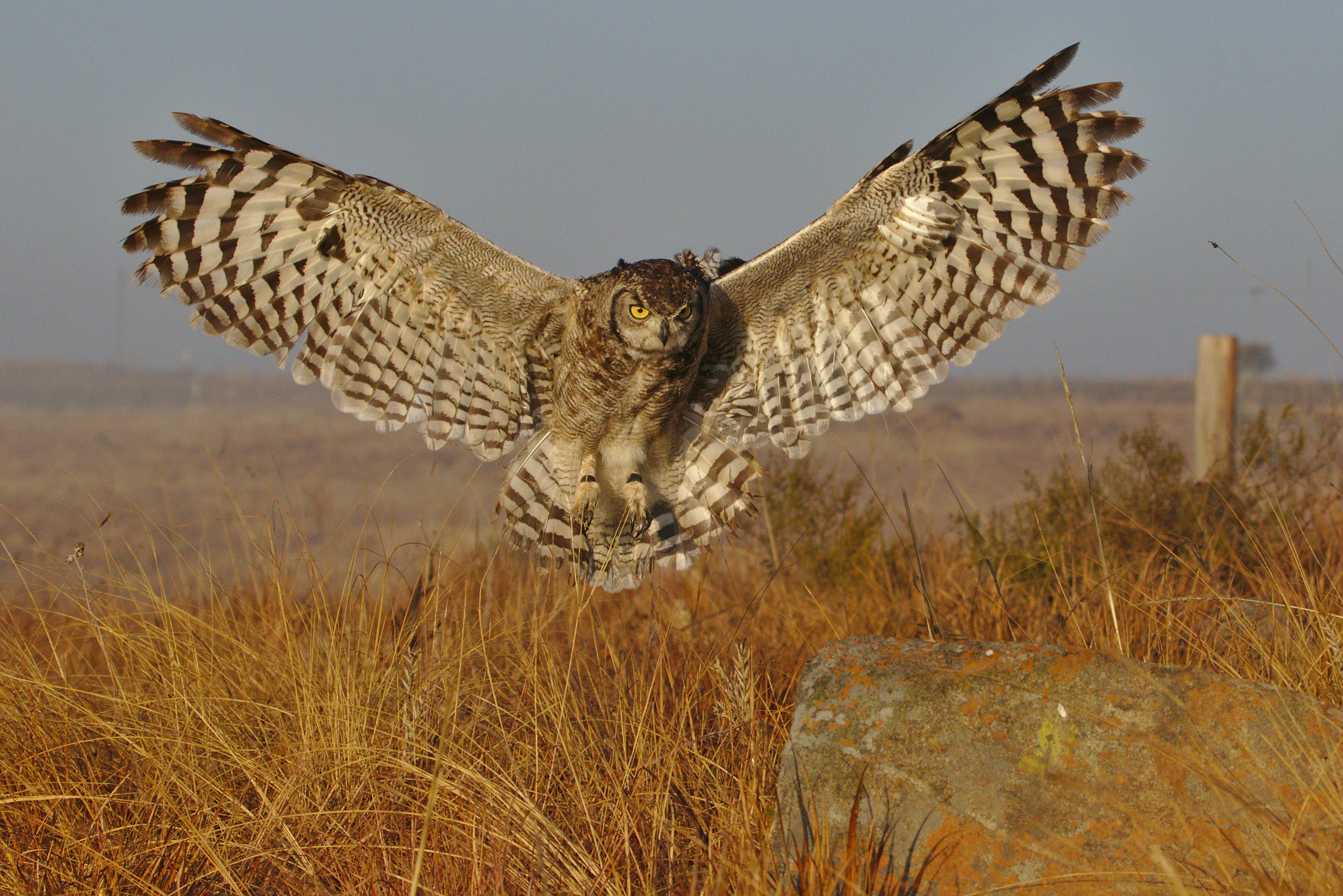 A majestic Spotted Eagle Owl spreads its wings mid-flight over a grassy landscape.