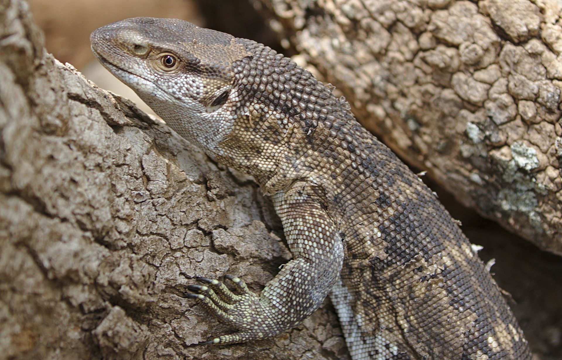Detailed view of a rock monitor lizard climbing a bark-covered tree trunk in natural habitat.