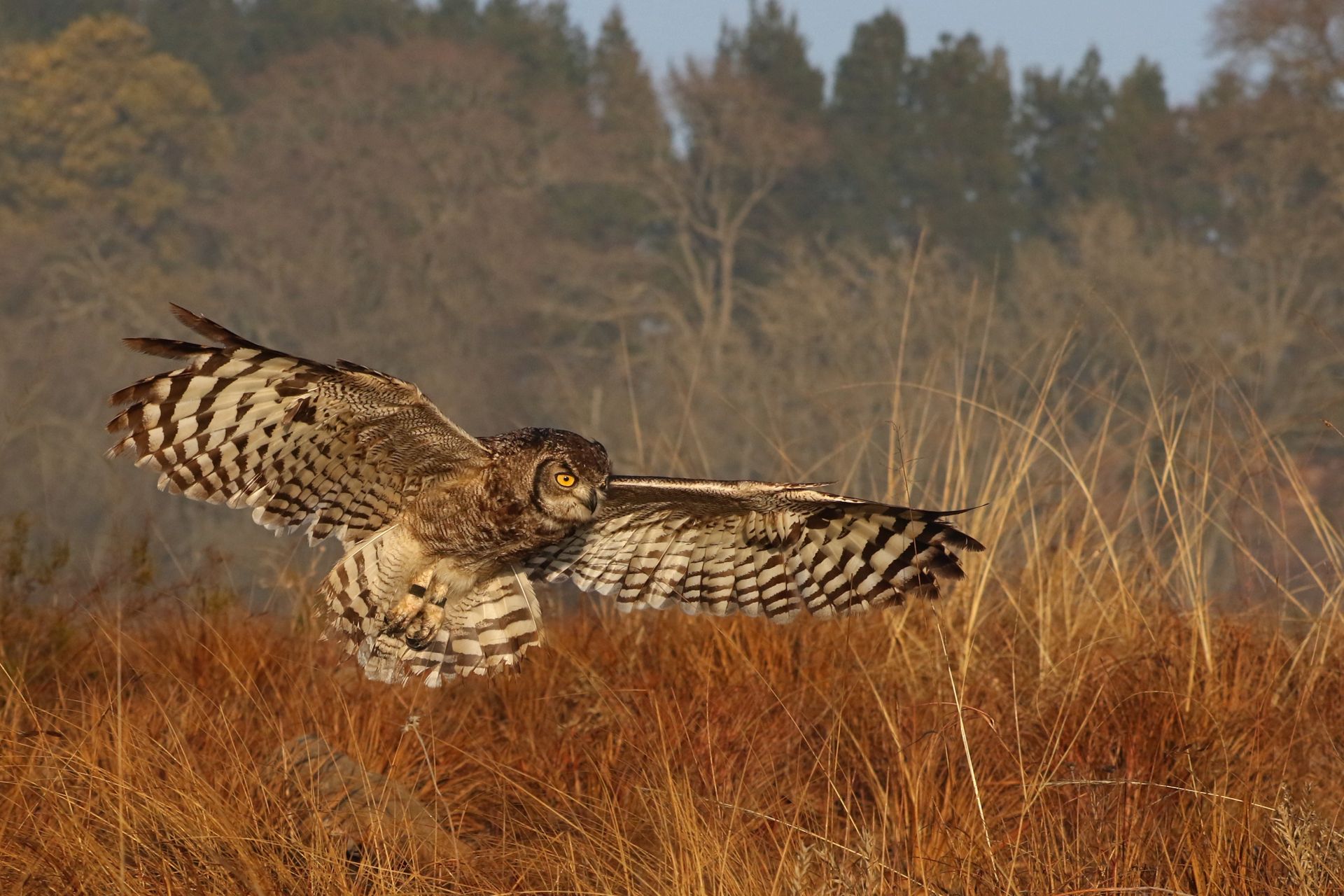 A majestic Spotted Eagle Owl gliding over a sunlit savanna landscape.