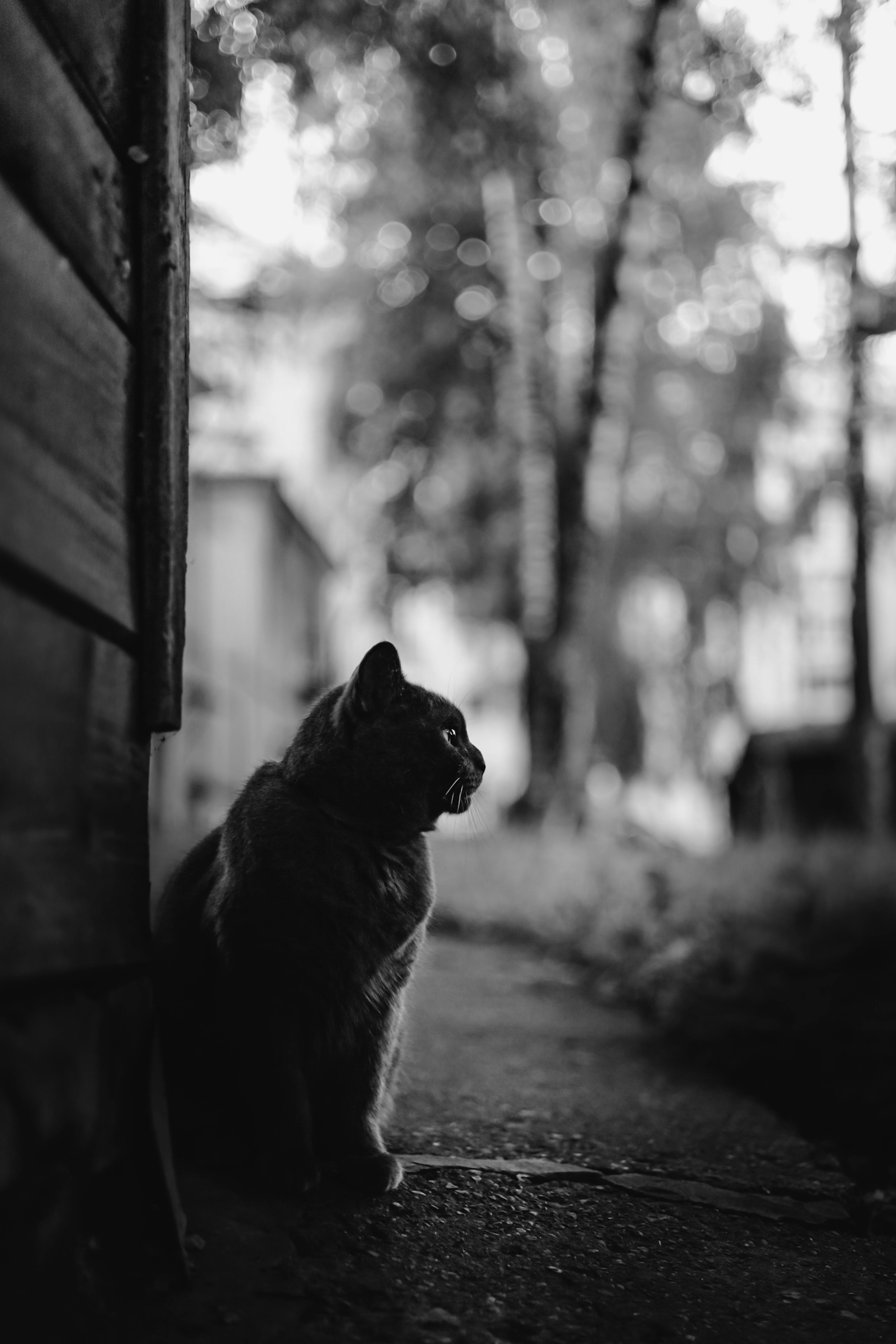 Artistic black and white photo of a cat sitting outside, conveying a moody atmosphere.