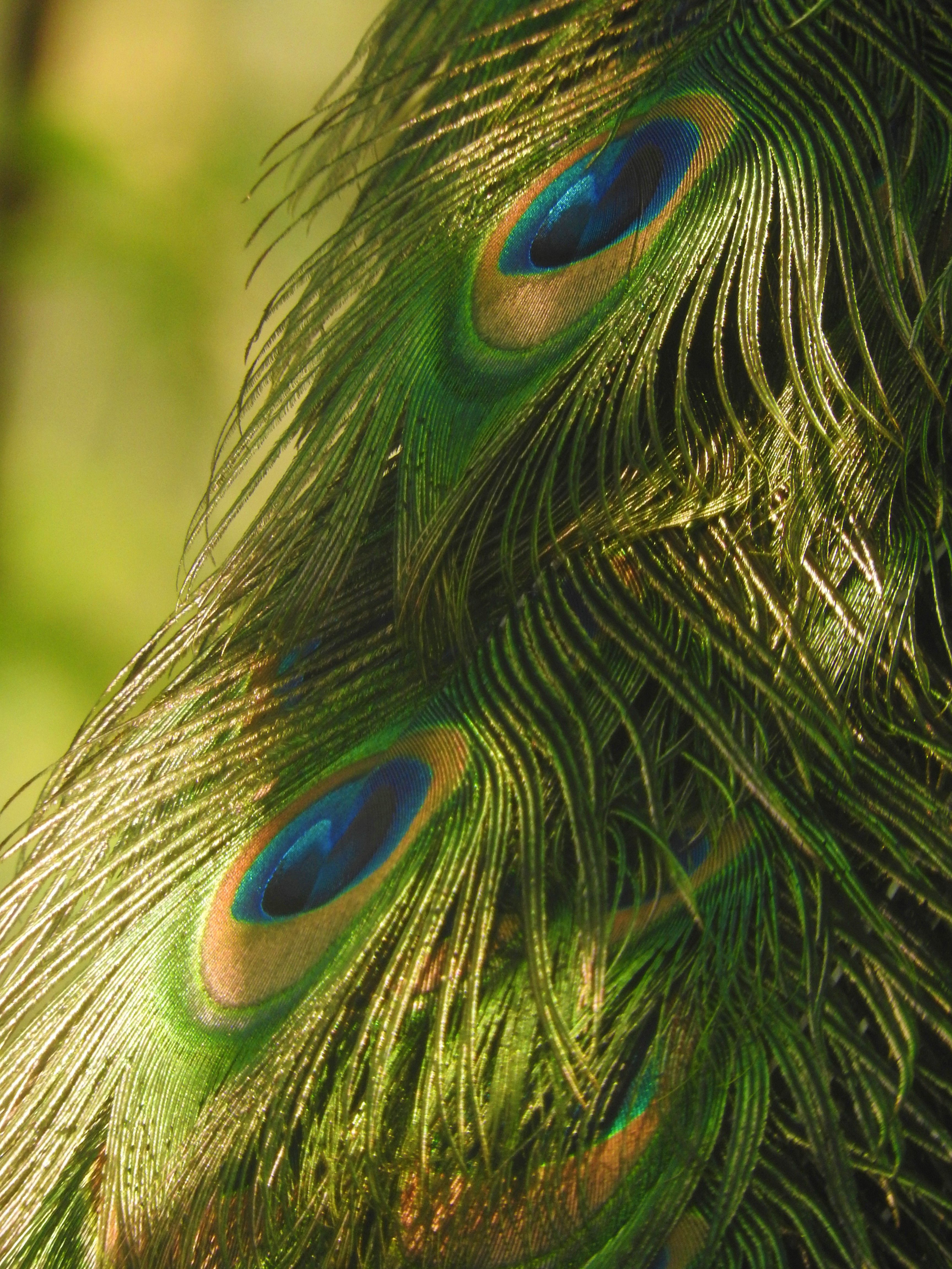 Colour Gradint Background Photos, Download The BEST Free Colour Gradint ...