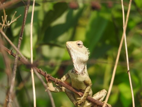 chameleon photo