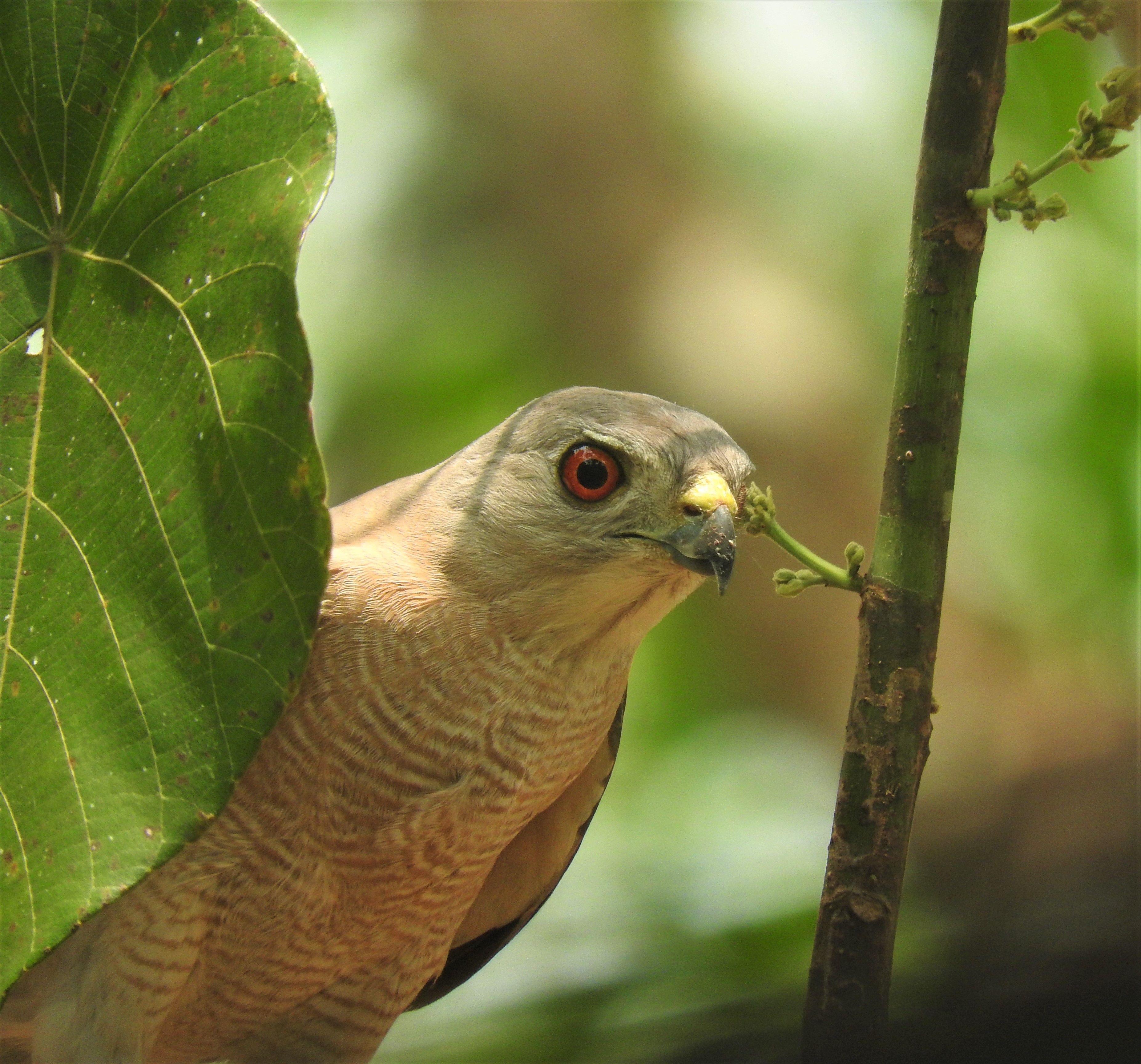 Close-up of Shikra Bird in Natural Habitat · Free Stock Photo