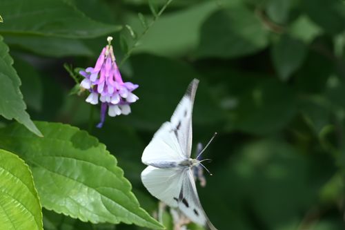 Free A Butterfly Flapping Its Wings Stock Photo