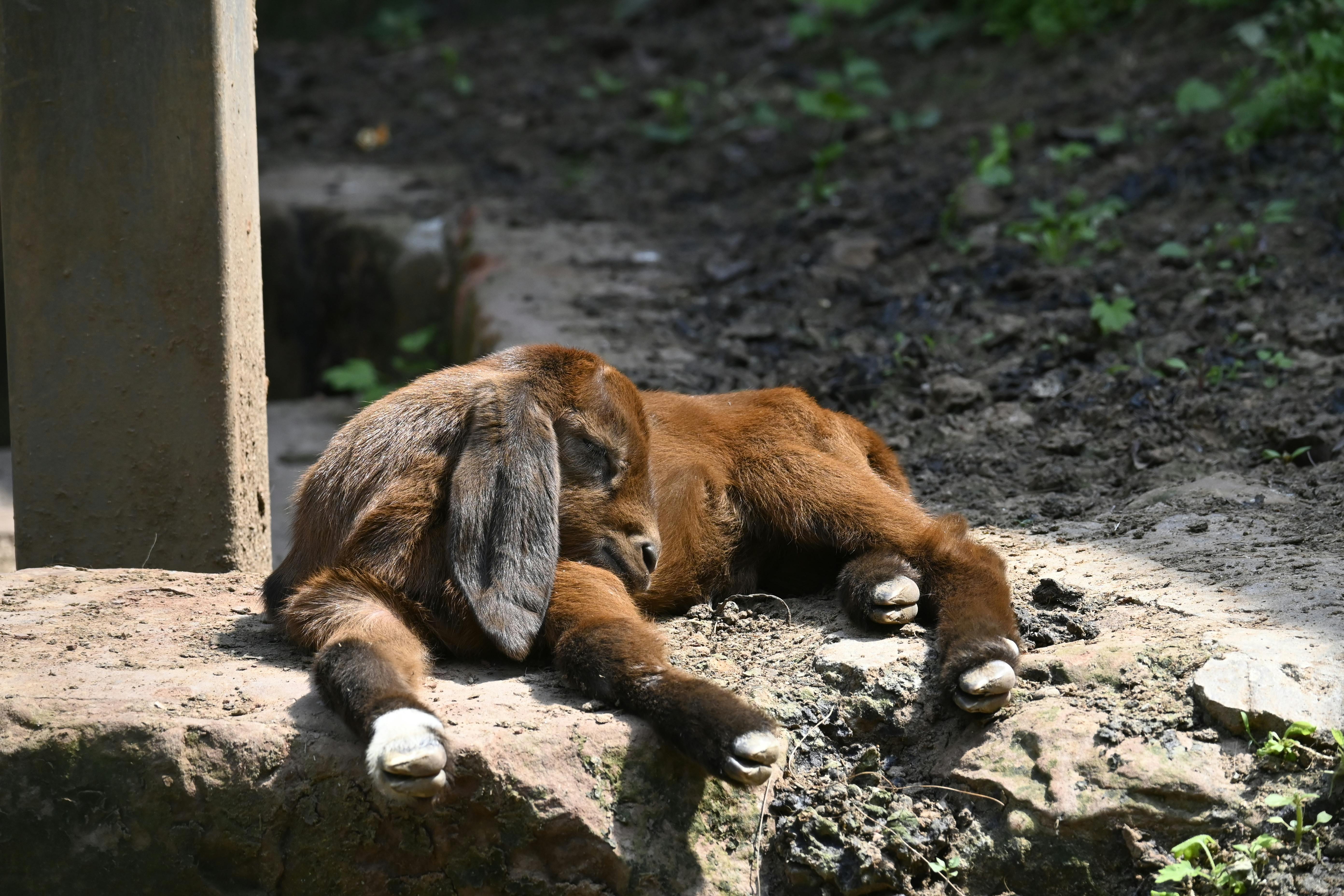 adorable baby goat resting on sunlit rock