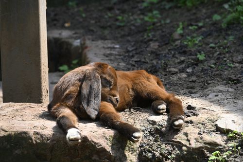 Free A cute brown baby goat, peacefully sleeping outdoors on a sunny day, showcasing nature's charm. Stock Photo