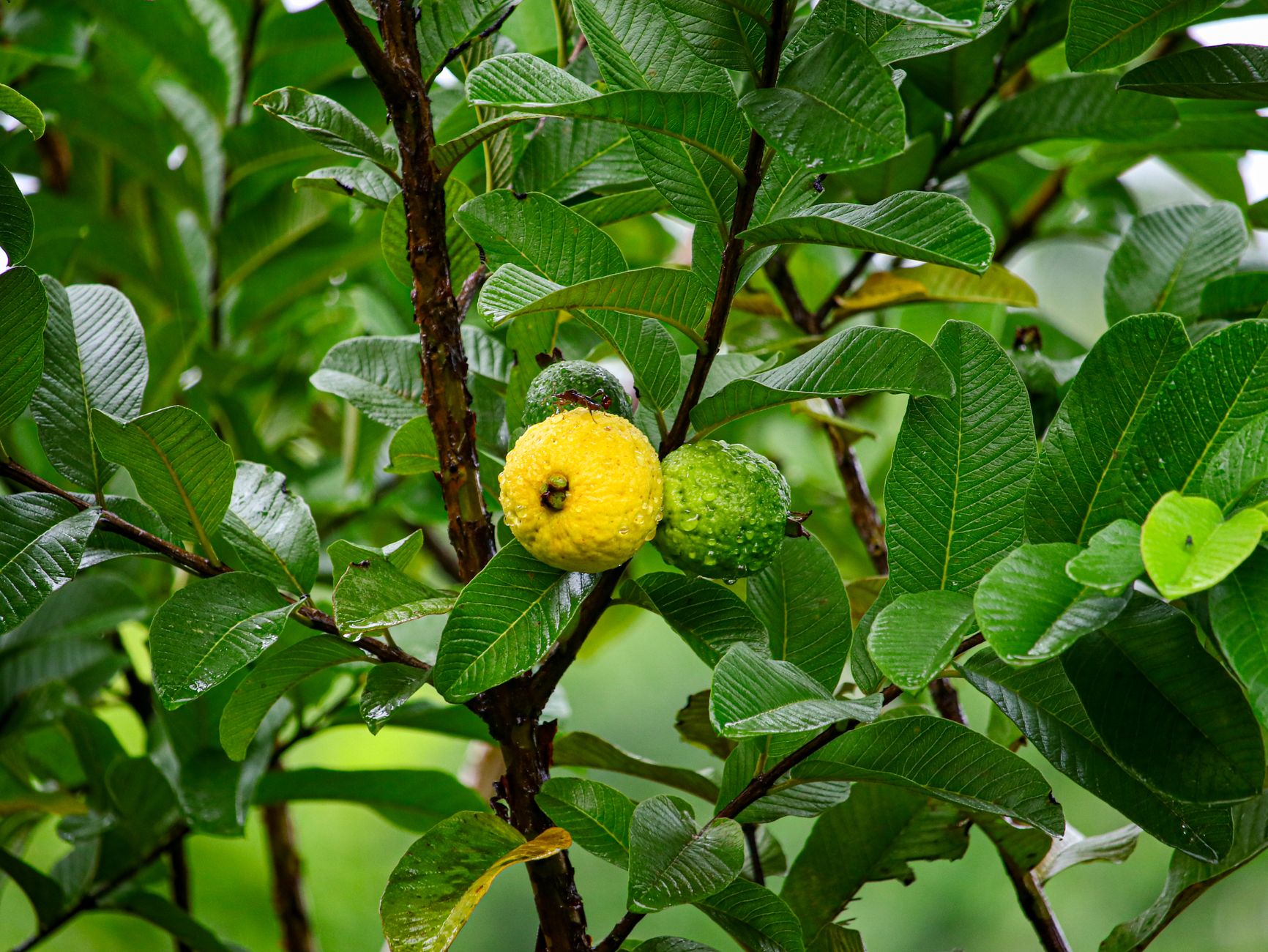 Kandungan Vitamin C dalam Jambu Biji Lebih Tinggi dari Jeruk