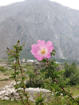 Free stock photo of flora diversity