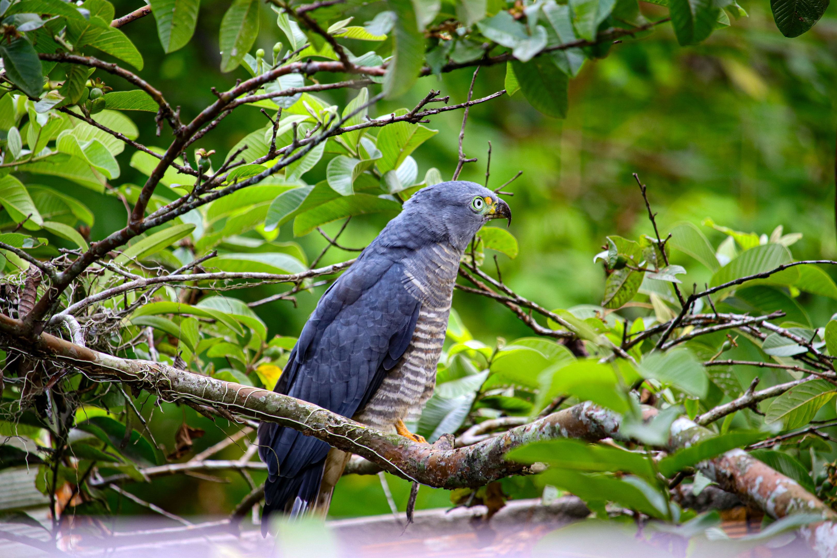 Roadside Hawk in Costa Rican Rainforest · Free Stock Photo
