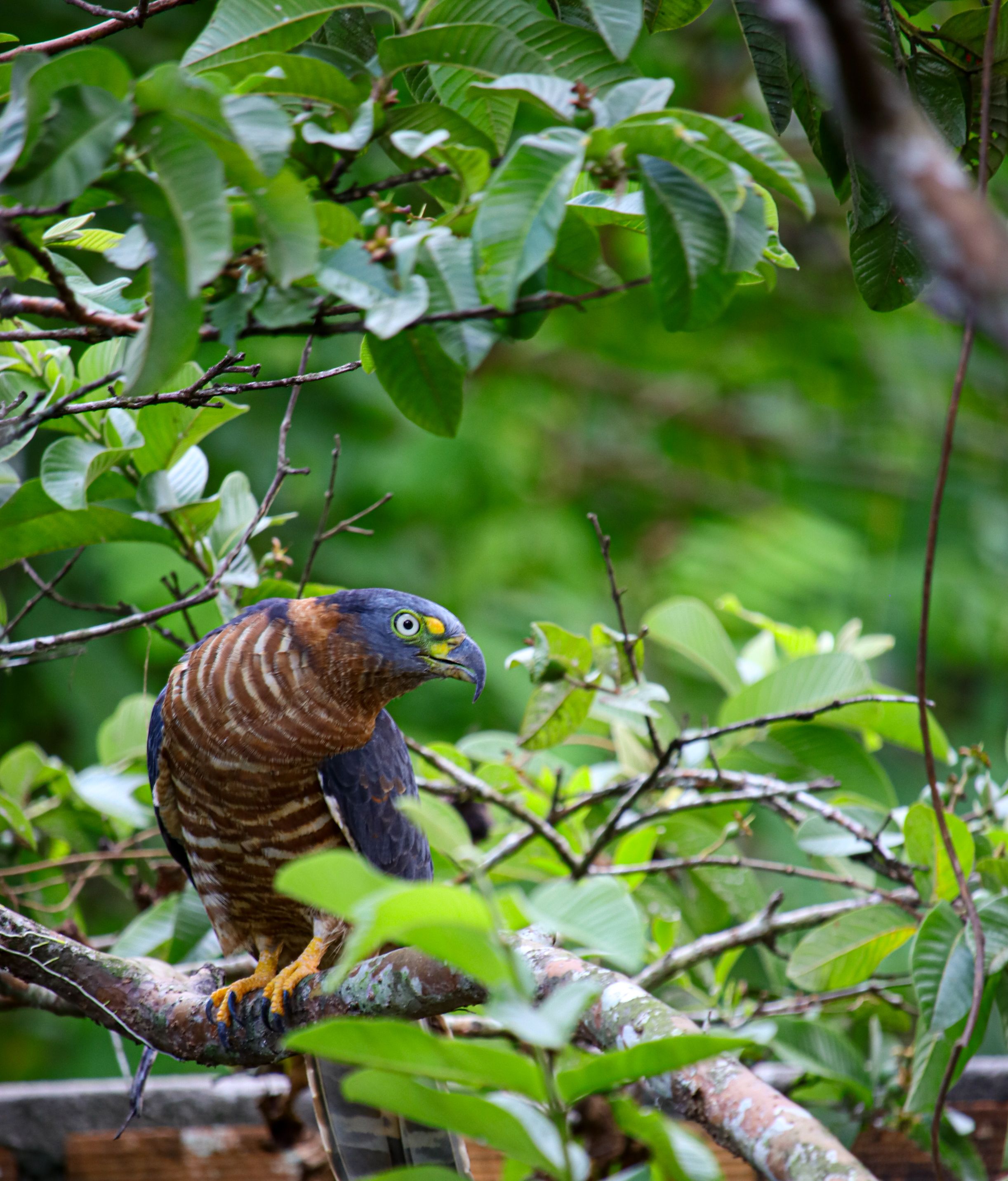 Amazonian Hawk in Lush Rainforest Habitat · Free Stock Photo