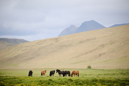 Free A group of wild horses grazing in the vast Icelandic landscape under a cloudy sky. Stock Photo