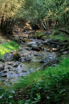 Peaceful stream flowing through lush forest landscape in Galicia, Spain.