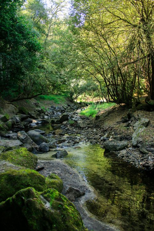 Free Tranquil forest stream surrounded by lush greenery and rocks in Galicia, Spain. Stock Photo