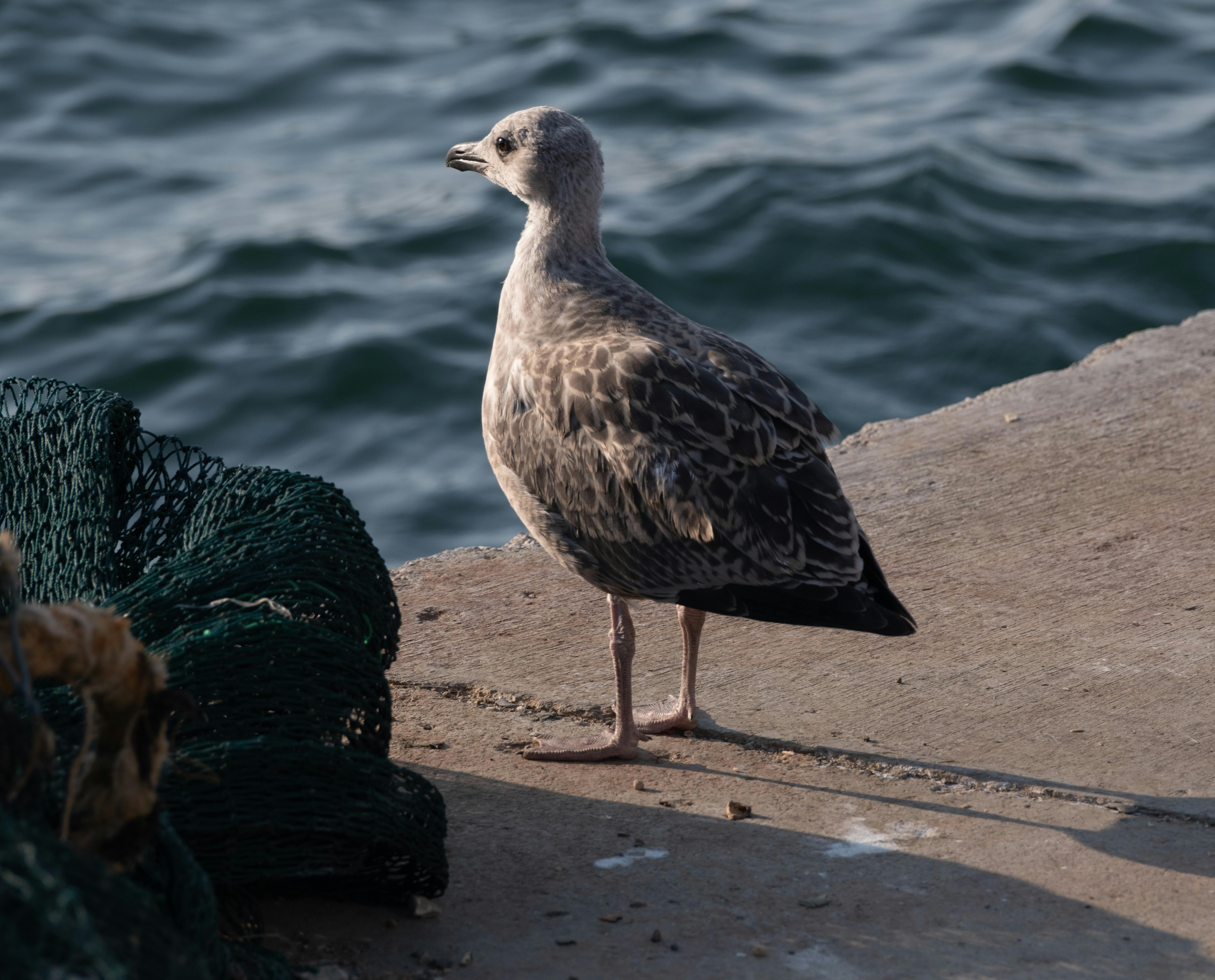 알리익스프레스 여름 낚시의 필수 아이템 추천 관련 이미지