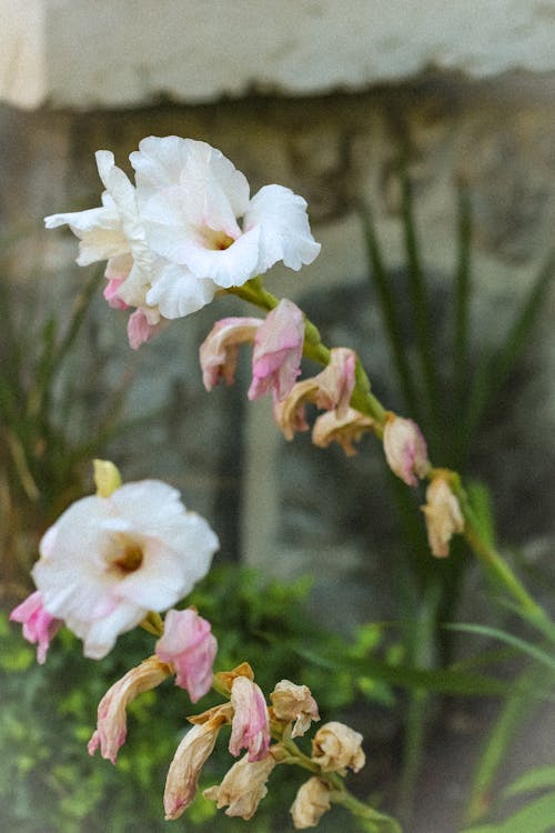 고요한, 꽃, 녹색의 무료 스톡 사진