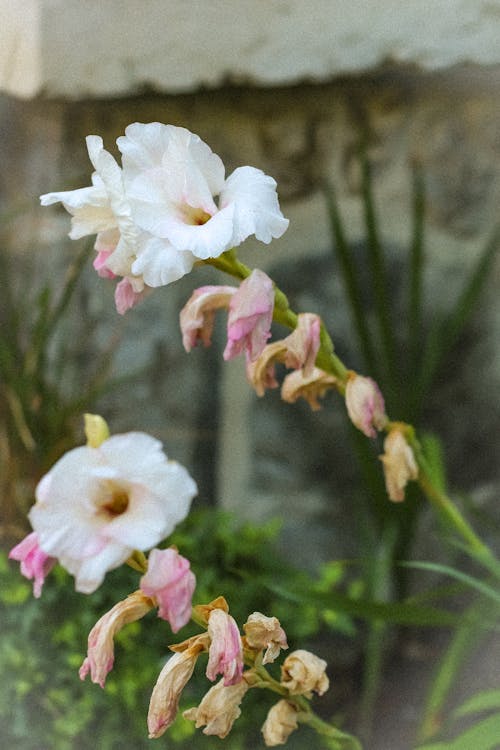 Free stock photo of calm, calming, flowers