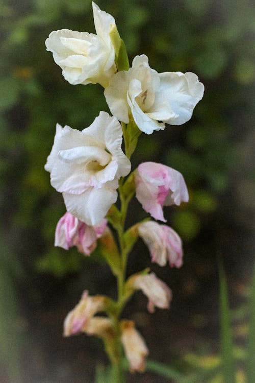 Kostnadsfri bild av blommor, fokus, grön