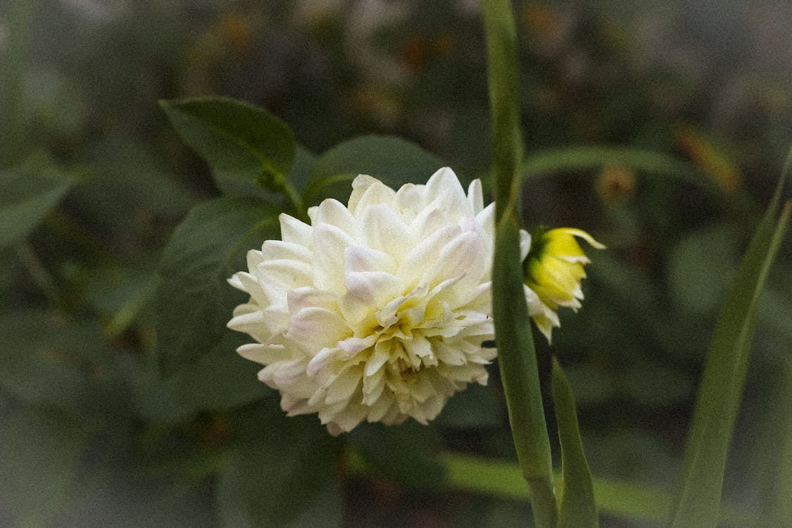 Kostnadsfri bild av blommor, ensam, fokus