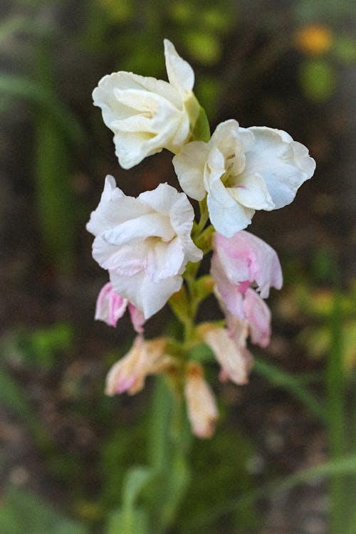 Gratis arkivbilde med beroligende, blomster, fokus